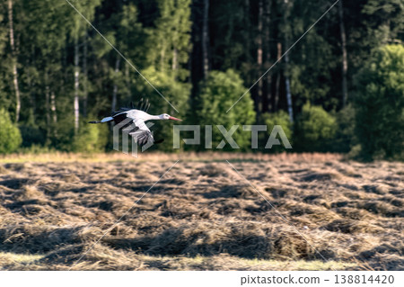 White stork (Ciconia ciconia) flying low over freshly mown hay field. 138814420