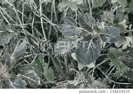 Leaves of hydrangea Leaves of hydrangea 138814535