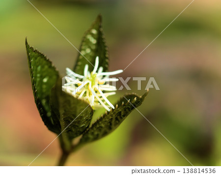 The small white flower "Hitorishizuka" bloomed quietly in the grove of trees in March. The small white flower "Hitorishizuka" bloomed quietly in the grove of trees in March. 138814536