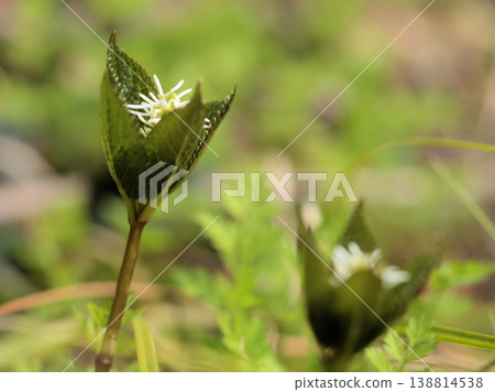 The small white flower "Hitorishizuka" (meaning "solitary quiet") bloomed quietly in the woods in March. The small white flower "Hitorishizuka" (meaning "solitary quiet") bloomed quietly in the woods in March. 138814538