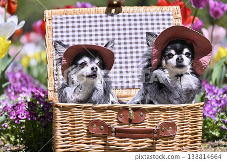 Two Chihuahuas in a basket, wearing matching outfits, in a field of blooming tulips. Two Chihuahuas in a basket, wearing matching outfits, in a field of blooming tulips. 138814664