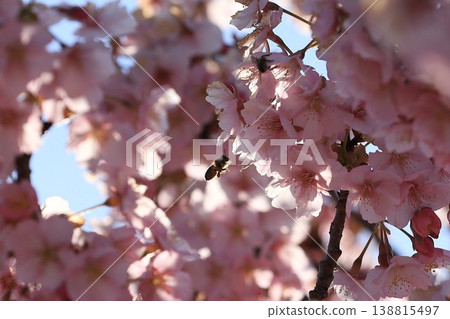Honeybee collecting pollen Honeybee collecting pollen 138815497