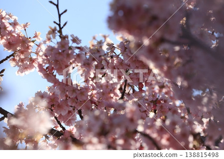 蜜蜂採集花粉 蜜蜂採集花粉 138815498