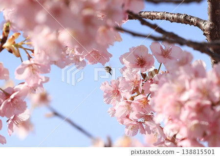 Honeybee collecting pollen Honeybee collecting pollen 138815501
