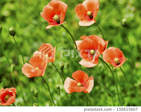 The long-headed poppy is an invasive species with a high reproductive rate. The long-headed poppy is an invasive species with a high reproductive rate. 138815607