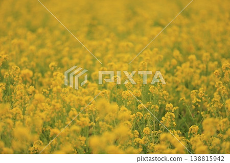 一邊的油菜田 一邊的油菜田 138815942