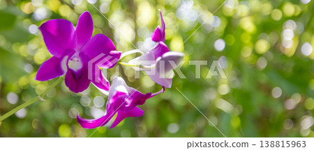 Picturesque purple orchid flowers vibrant tropical bloom natural sunlight botanical garden scene exotic floral background Picturesque purple orchid flowers vibrant tropical bloom natural sunlight botanical garden scene exotic floral background 138815963