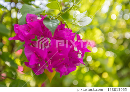 Elegant pink bougainvillea branch soft pastel light artistic floral composition tropical garden botanical background delicate flowers Elegant pink bougainvillea branch soft pastel light artistic floral composition tropical garden botanical background delicate flowers 138815965