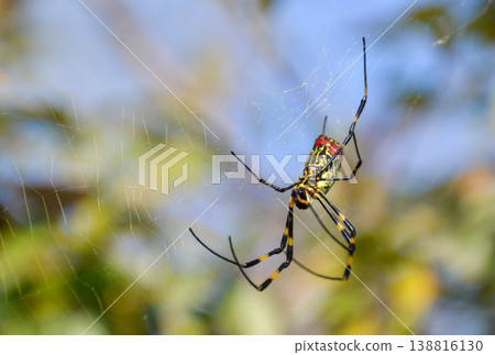 A spider spinning a web 138816130