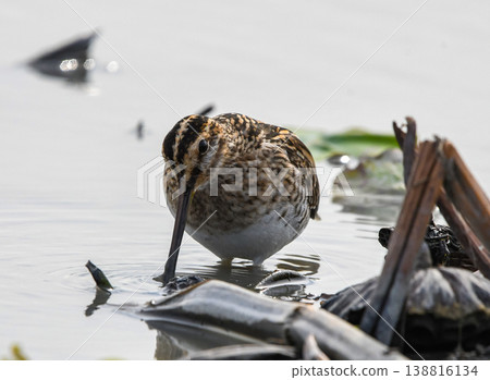 A Common Snipe foraging in a lotus field A Common Snipe foraging in a lotus field 138816134