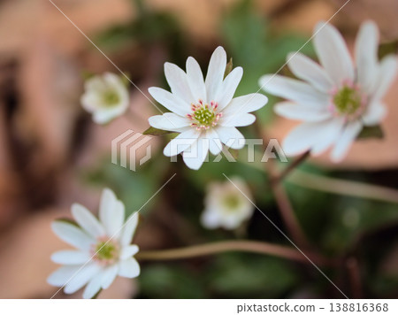 Hepatica flowers blooming modestly in the shade in March. 138816368