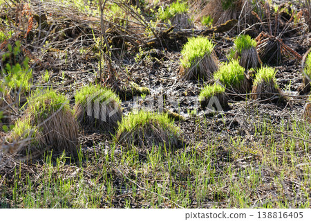 Yachibozu of Kushiro Marsh 138816405