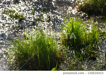 Yachibozu of Kushiro Marsh Yachibozu of Kushiro Marsh 138816423