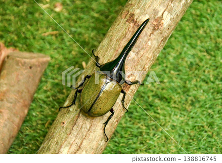 Representative of rhinoceros beetles: Hercules beetle Representative of rhinoceros beetles: Hercules beetle 138816745