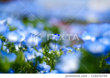 藍色粉蝶花 藍色粉蝶花 138816794
