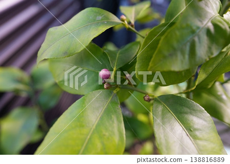 檸檬樹 138816889