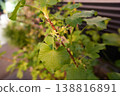黑加侖芽 138816891