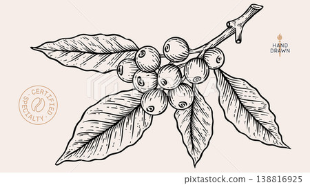 Vintage coffee branch bean plant sketch 138816925