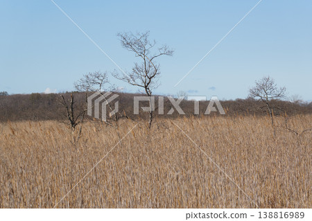 Springtime scenery of the Kushiro Marshland 138816989