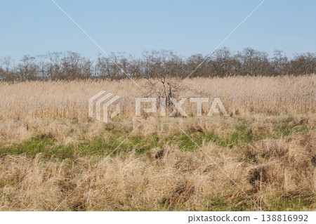 Springtime scenery of the Kushiro Marshland Springtime scenery of the Kushiro Marshland 138816992