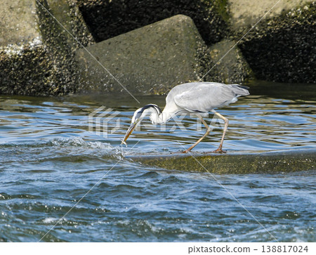 A heron catching a small fish A heron catching a small fish 138817024