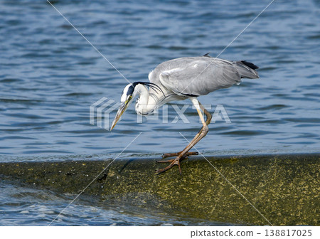 Heron aiming for prey Heron aiming for prey 138817025