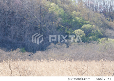 釧路濕地的春季景色 釧路濕地的春季景色 138817035