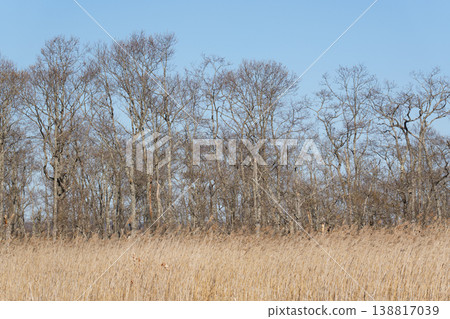 Springtime scenery of the Kushiro Marshland Springtime scenery of the Kushiro Marshland 138817039