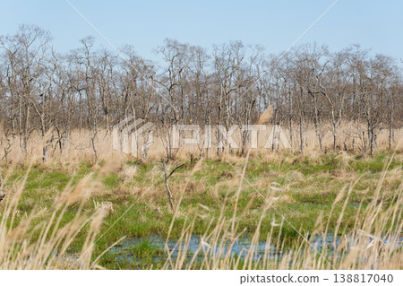 Springtime scenery of the Kushiro Marshland 138817040