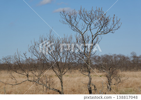 Springtime scenery of the Kushiro Marshland Springtime scenery of the Kushiro Marshland 138817048