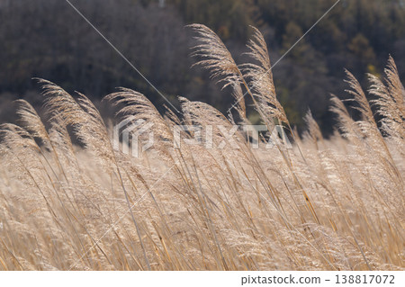 Springtime scenery of the Kushiro Marshland 138817072
