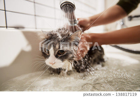 Cat gets bath in bathroom sink. Person rinses cat under running water. Cat gets bath in bathroom sink. Person rinses cat under running water. 138817119