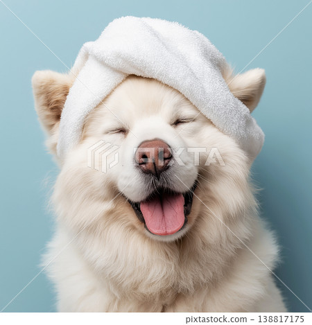 Samoyed dog with a towel on its head smiles against a blue background. A light playful moment perfect for pet care branding. Samoyed dog with a towel on its head smiles against a blue background. A light playful moment perfect for pet care branding. 138817175