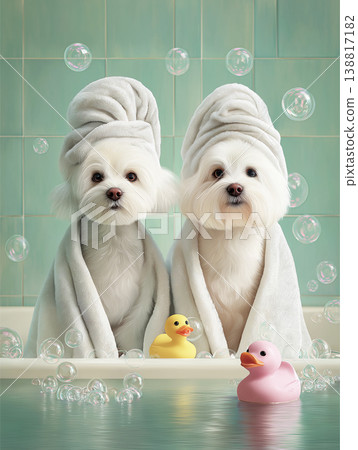 Two fluffy white dogs sit in a bathtub. Bubbles and rubber ducks add a playful spa vibe. 138817182