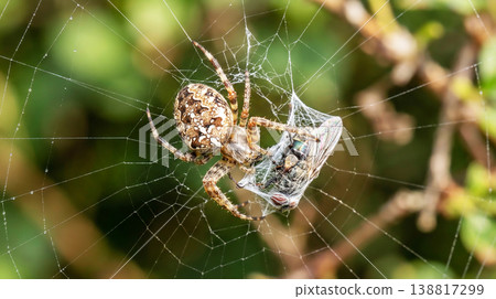 Orb weaver spider wraps captured fly in web on shrub branch. Patterned abdomen and dewdrops on silk create a quiet morning mood. Orb weaver spider wraps captured fly in web on shrub branch. Patterned abdomen and dewdrops on silk create a quiet morning mood. 138817299