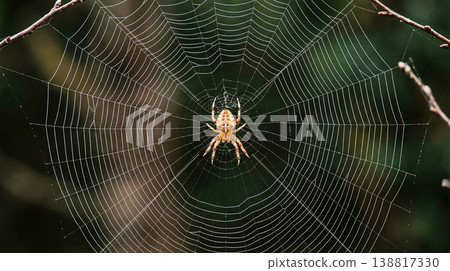 orb weaver spider rests at the center of a web against a blurred background. 138817330