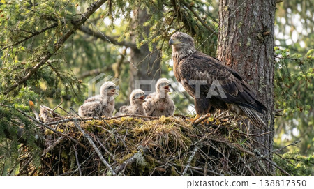 Adult eagle watches three fluffy chicks in a nest on a conifer tree. Soft morning light illuminates the nest as the chicks call with open beaks. Adult eagle watches three fluffy chicks in a nest on a conifer tree. Soft morning light illuminates the nest as the chicks call with open beaks. 138817350
