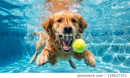 Golden retriever lunges underwater in a swimming pool. A bright tennis ball hovers near its open mouth as bubbles burst, creating a playful mood. Golden retriever lunges underwater in a swimming pool. A bright tennis ball hovers near its open mouth as bubbles burst, creating a playful mood. 138817351