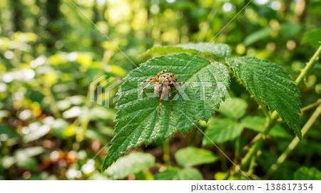 Araneus diadematus rests on a dewy leaf in a woodland understory. Soft morning light and blurred green bokeh create a fresh morning mood. Araneus diadematus rests on a dewy leaf in a woodland understory. Soft morning light and blurred green bokeh create a fresh morning mood. 138817354