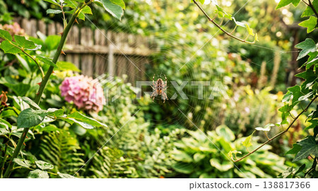 Orb weaver spider rests in its web strung among rose stems in a backyard garden. Sunlight highlights the radial silk and illuminates a wooden fence 138817366