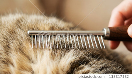 Tabby cat being combed on a studio background. Closeup shows a hand holding a metal comb gliding through dense warm fur in soft light Tabby cat being combed on a studio background. Closeup shows a hand holding a metal comb gliding through dense warm fur in soft light 138817382