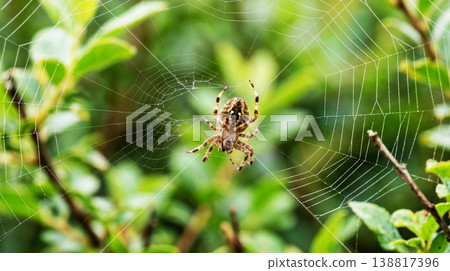 Orb weaver spider clings to web above garden shrub. Dew dotted threads glisten in soft morning light. Orb weaver spider clings to web above garden shrub. Dew dotted threads glisten in soft morning light. 138817396