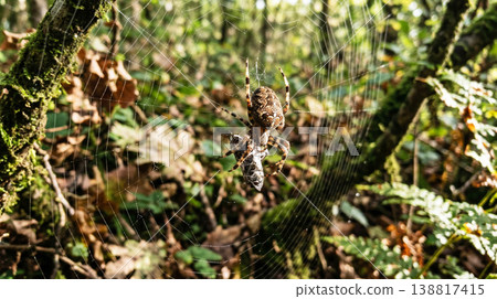 Orb weaver spider wraps captured insect in its web among mossy forest undergrowth. Morning light highlights dewdrops on silk. Orb weaver spider wraps captured insect in its web among mossy forest undergrowth. Morning light highlights dewdrops on silk. 138817415