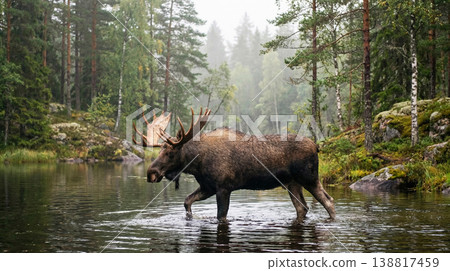 Bull moose wades through a misty forest lake. Antlers are raised and droplets fall from its muzzle in soft morning light. Bull moose wades through a misty forest lake. Antlers are raised and droplets fall from its muzzle in soft morning light. 138817459
