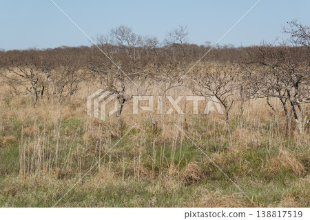 Springtime scenery of the Kushiro Marshland Springtime scenery of the Kushiro Marshland 138817519