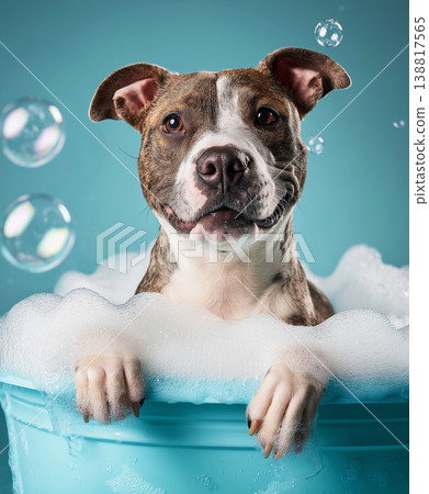 Pit bull bathes in blue tub. Bubbles surround the dog in a bright studio. Pit bull bathes in blue tub. Bubbles surround the dog in a bright studio. 138817565