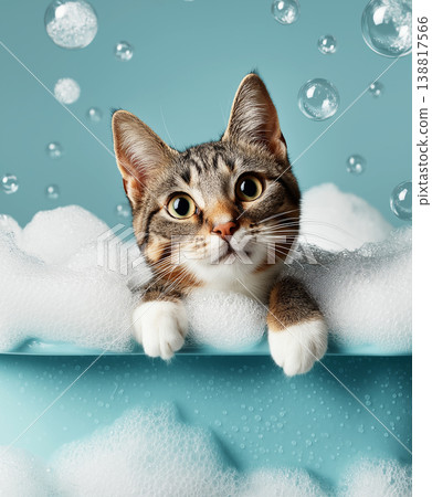 Cat leans over bubbles in a blue bathtub. Bright lighting and bubbles create a playful bath time mood. Cat leans over bubbles in a blue bathtub. Bright lighting and bubbles create a playful bath time mood. 138817566
