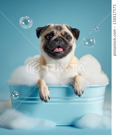 Pug sits in a blue bathtub. Bubbles float around. 138817573