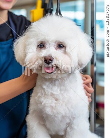 White fluffy dog is being groomed at a pet grooming salon. A groomer with a blue apron holds the dog in a grooming loop. White fluffy dog is being groomed at a pet grooming salon. A groomer with a blue apron holds the dog in a grooming loop. 138817578