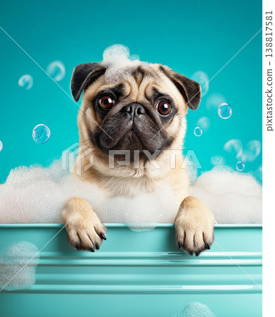 Pug in a bathtub plays with bubbles. Teal background and bubbles create a playful mood. 138817581